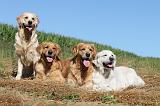 GOLDEN RETRIEVER 084